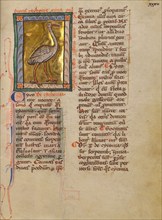 A Stork; Bestiary, about 1270. Creator: Unknown.