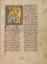 A Swan; Bestiary, about 1270. Creator: Unknown.