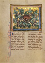 A Hedgehog; Bestiary, about 1270. Creator: Unknown.