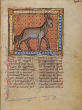 A Wild Donkey; Bestiary, about 1270. Creator: Unknown.