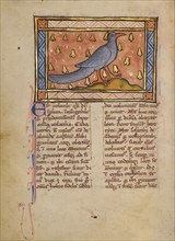 A Coot; Bestiary, about 1270. Creator: Unknown.