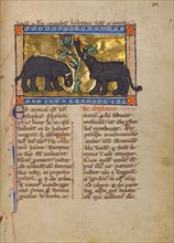 Two Elephants; Bestiary, about 1270. Creator: Unknown.