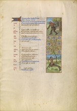 November Calendar Page; Gathering Acorns for Pigs; Sagittarius; Katherine Hours, about 1480-1485. Creator: Unknown.