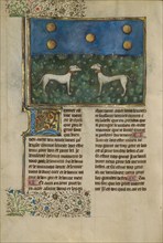 Greyhounds; Livre de la Chasse, about 1430-1440. Creator: Unknown.