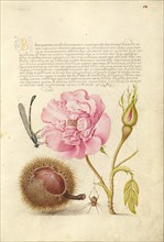 Damselfly, French Rose, Spanish Chestnut, and Spider, 1561-1562; illumination added 1591-1596. Creator: Joris Hoefnagel.