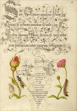 Wainscot, French Rose, Wasplike Insect, English Daisy, and Caterpillar, 1561-2; illumination 1591-6. Creator: Joris Hoefnagel.