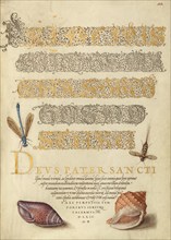 Damselfly, Insect, and Marine Mollusks, 1561-1562; illumination added 1591-1596. Creator: Joris Hoefnagel.