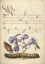 Scarlet Tiger-Moth, Larkspur, Insect, and Caterpillar, 1561-1562; illumination added 1591-1596. Creator: Joris Hoefnagel.