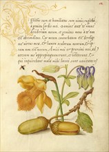 Insect, Daffodil, European Columbine, and English Oak Acorns, 1561-2; illumination added 1591-6. Creator: Joris Hoefnagel.