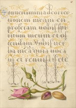 French Rose and Pistachio; Mira calligraphiae monumenta, 1561-1562; illumination added 1591-1596. Creator: Joris Hoefnagel.