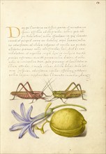 Wart-Biter, Grasshopper, Hyacinth, and Almond, 1561-1562; illumination added 1591-1596. Creator: Joris Hoefnagel.