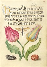 Gesner'sTulip, Ichneumon Fly, Kidney Bean, and Scarlet Runner Bean, 1561-2; illumination 1591-6. Creator: Joris Hoefnagel.