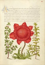 Basil Thyme, Poppy Anemone, and Myrtle, 1561-1562; illumination added 1591-1596. Creator: Joris Hoefnagel.