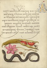 Kidney Bean, Poppy Anemone, and Adder, 1561-1562; illumination added 1591-1596. Creator: Joris Hoefnagel.