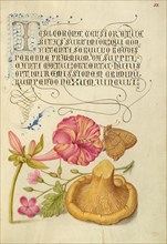 Four-o'Clock, Brown Hairstreak, Herb Robert, and Chanterelle, 1561-1562; illumination added 1591-6. Creator: Joris Hoefnagel.