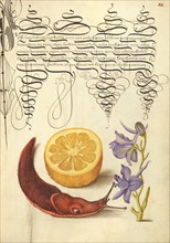 Sour Orange, Terrestrial Mollusk, and Larkspur, 1561-1562; illumination added 1591-1596. Creator: Joris Hoefnagel.