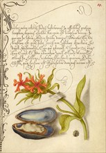 Maltese Cross, Mussel, and Ladybird, 1561-1562; illumination added 1591-1596. Creator: Joris Hoefnagel.