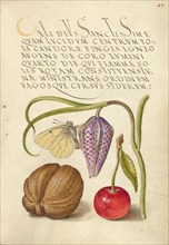 Butterfly, Snakeshead, English Walnut, and Sweet Cherry, 1561-1562; illumination added 1591-1596. Creator: Joris Hoefnagel.