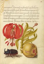 Scarlet Turk's Cap, Rhinoceros Beetle, and Pomegranate, 1561-1562; illumination added 1591-1596. Creator: Joris Hoefnagel.