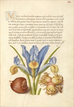 Spanish Chestnut, English Iris, and European Filbert, 1561-1562; illumination added 1591-1596. Creator: Joris Hoefnagel.