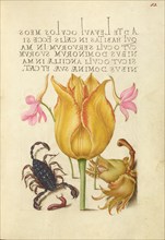 Rocket Larkspurs, Tulip, Scorpion, Millepede, and European Filbert, 1561-2; illumination 1591-6. Creator: Joris Hoefnagel.