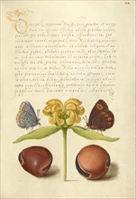 Moths, Jerusalem Sage, and Beans, 1561-1562; illumination added 1591-1596. Creator: Joris Hoefnagel.