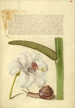 Madonna Lily, Terrestrial Mollusk, and Sweet Flag, 1561-1562; illumination added 1591-1596. Creator: Joris Hoefnagel.