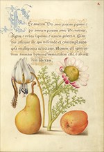 Caterpillar, Dog-Tooth Violet, Pear, and Apricot, 1561-1562; illumination added 1591-1596. Creator: Joris Hoefnagel.