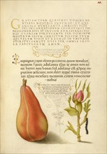 Pear, French Rose, and Caterpillar, 1561-1562; illumination added 1591-1596. Creator: Joris Hoefnagel.