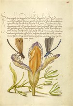 Damselflies, Spanish Iris, and Star-of-Bethlehem, 1561-1562; illumination added 1591-1596. Creator: Joris Hoefnagel.