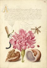 Damselfly, Carnation, Caterpillar, Ladybird, English Walnut,..., 1561-2; illumination 1591-6. Creator: Joris Hoefnagel.