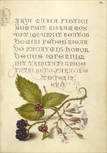 Blackberry and Nottingham Catchfly, 1561-1562; illumination added 1591-1596. Creator: Joris Hoefnagel.