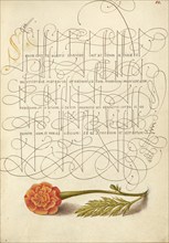 French Marigold; Mira calligraphiae monumenta, 1561-1562; illumination added 1591-1596. Creator: Joris Hoefnagel.