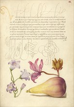 Rampion, Dittany, and Pear; Mira calligraphiae monumenta, 1561-1562; illumination added 1591-1596. Creator: Joris Hoefnagel.