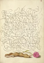 Kidney Bean and English Daisy; Mira calligraphiae monumenta, 1561-1562; illumination added 1591-1596 Creator: Joris Hoefnagel.