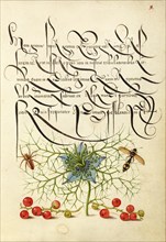 Spider, Love-in-a-Mist, Potter Wasp, and Red Curran, 1561-1562; illumination added 1591-1596. Creator: Joris Hoefnagel.