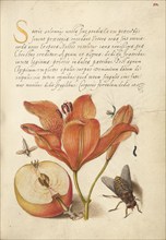 Insects, Orange Lily, Caterpillar, Apple, and Horse Fly, 1561-1562; illumination added 1591-1596. Creator: Joris Hoefnagel.