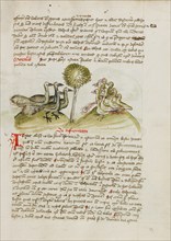 Four Peacocks; Fables, third quarter of 15th century. Creator: Unknown.