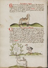 A Camel with a Fly on its Back: Insects in a Vineyard and a Stork..., third quarter of 15th century. Creator: Unknown.