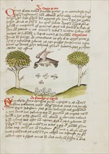 An Eagle Flying over a Swarm of Insects; Fables, third quarter of 15th century. Creator: Unknown.