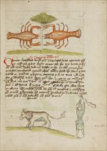 A Crab and Its Mother: A Man Hitting a Donkey; Fables, third quarter of 15th century. Creator: Unknown.