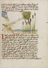 An Oak Tree Up-Rooted by Strong Winds; Fables, third quarter of 15th century. Creator: Unknown.