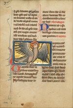 An Eagle; De Natura Avium; De Pastoribus et Ovibus, 1277 or after. Creator: Unknown.