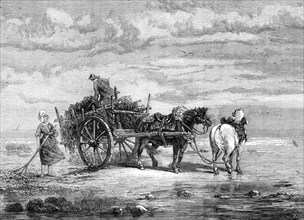 Carting Seaweed, Coast of Normandy, by S. Bird, from the exhibition of the Royal Academy, 1872. Creator: Unknown.