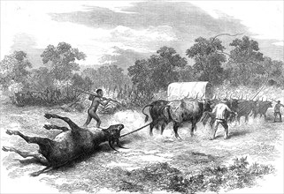 Sketches in Africa: bringing home the eland, 1872. Creator: Unknown.