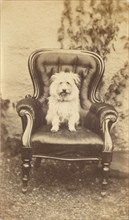 Seated Dog, late 19th century. Creator: Unknown.