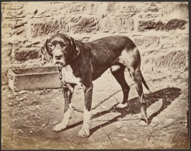 Dog, late 19th century. Creator: Unknown.