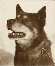 Portrait of Osman, a sled dog, 1910-1913. Creator: Herbert Ponting.