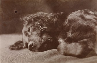 Boyce, Portrait of a Setter Dog, 1880-1890. Creator: Thomas Eakins.