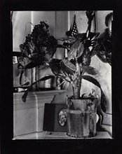 The Cactus Plant/Interior Detail of a Portuguese House, Truro, Massachusetts, 1930-1931. Creator: Walker Evans.